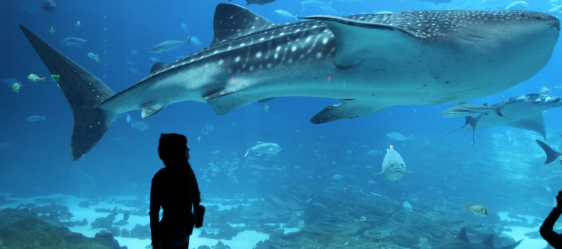 Whale Shark