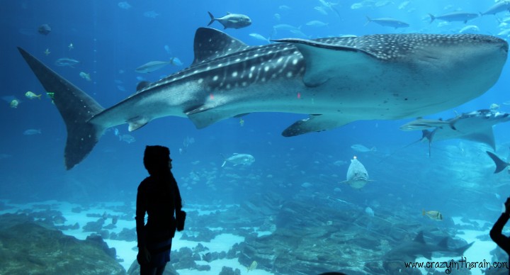 Whale Shark