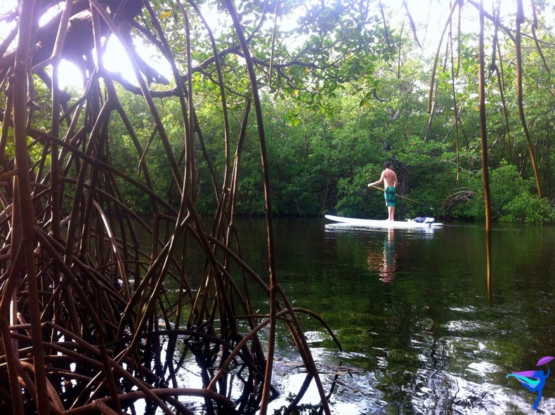 Paddleboard Naples Florida