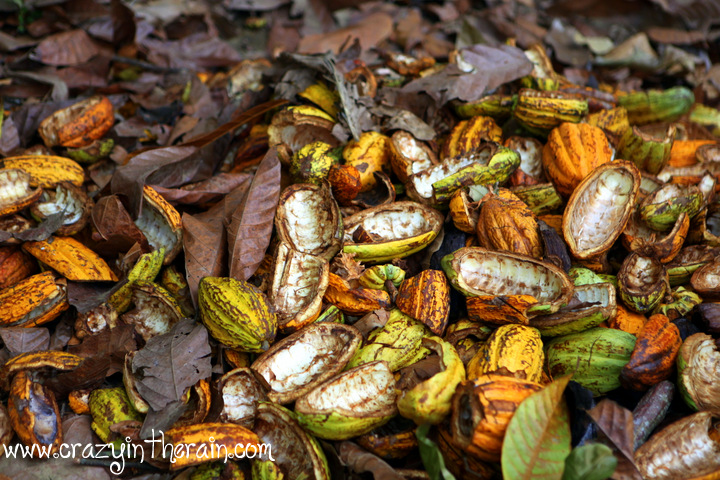Cocoa Farm Dominican Republic
