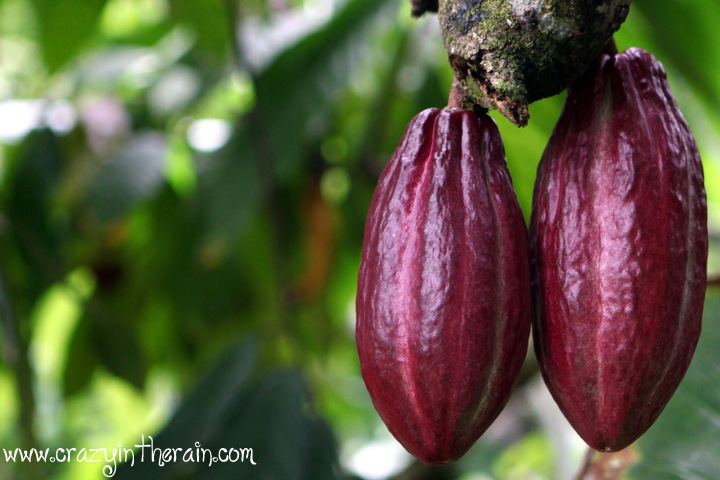 Cocoa Farm Dominican Republic