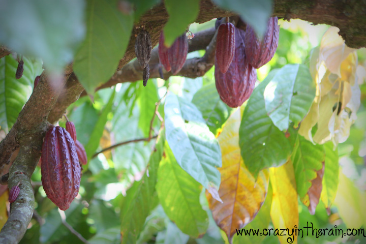 Cacao Tree