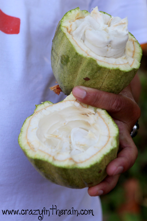 Cacao Pod Insides