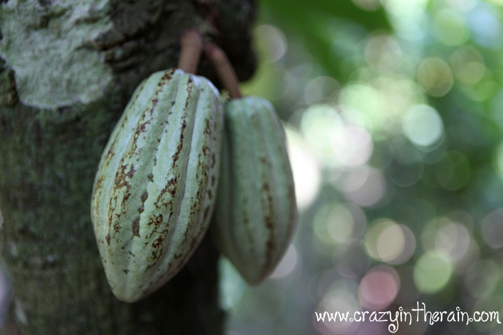 Cacao Pods
