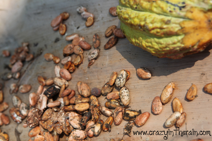Cacao Beans