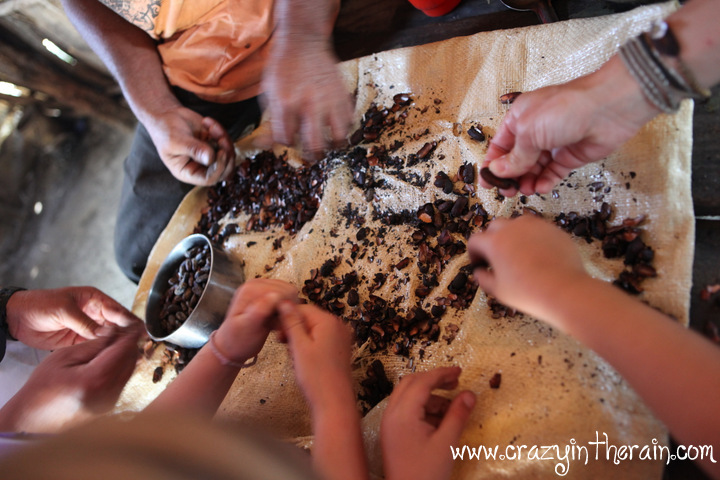 Cacao Beans