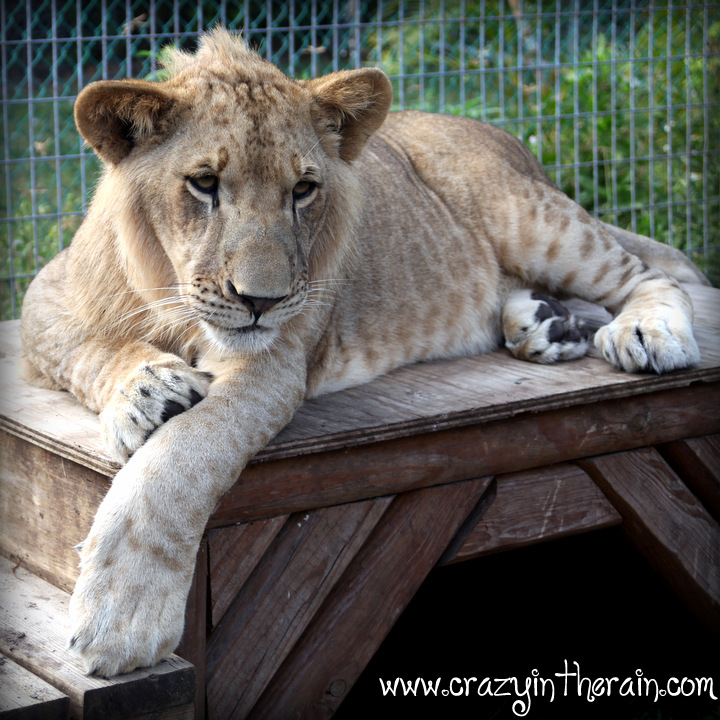 Lion