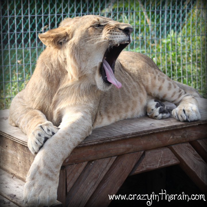 Lion yawn