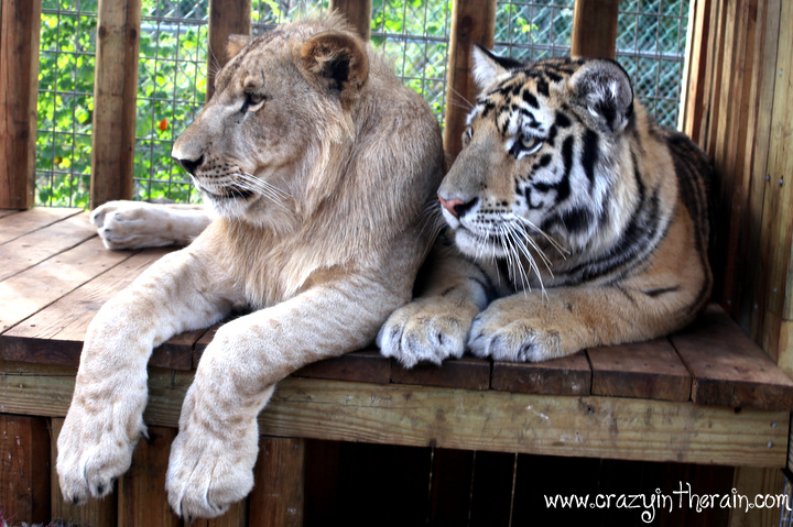 1st birthday lion and tiger