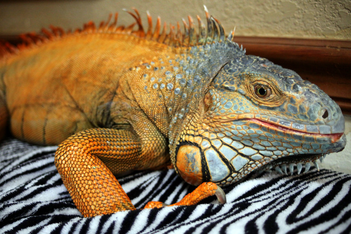 iguana