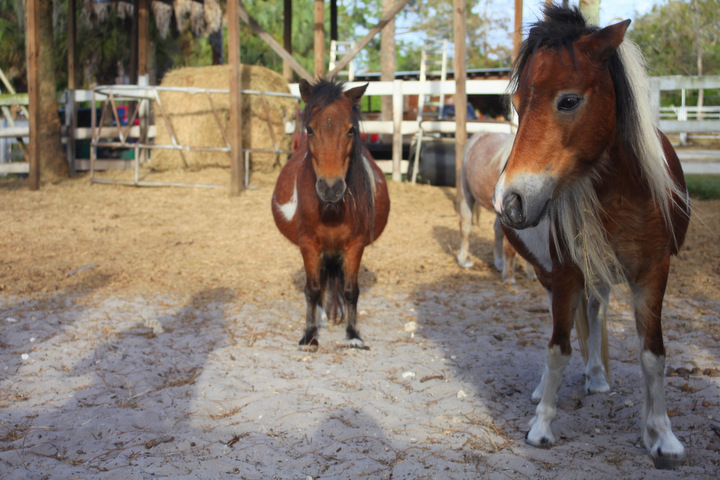 mini horse