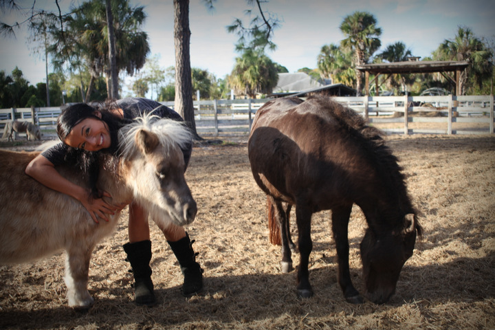 mini horse