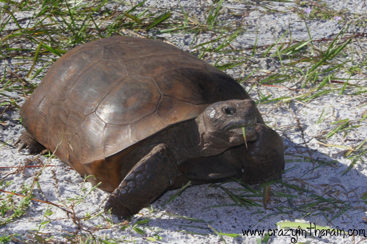 Florida Turtle