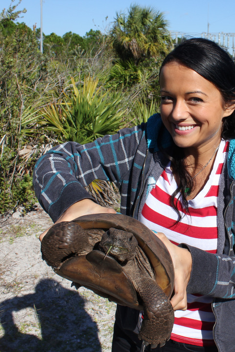 Florida Turtle