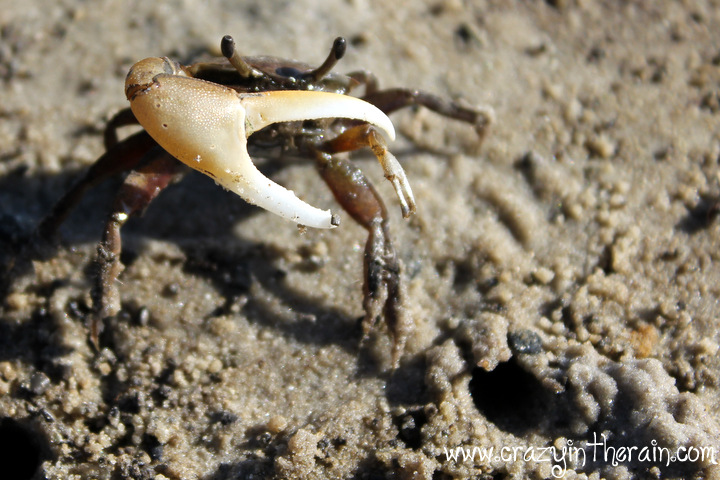 Land Crab Florida