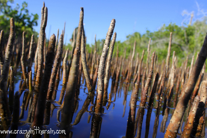 Koreshan State Park