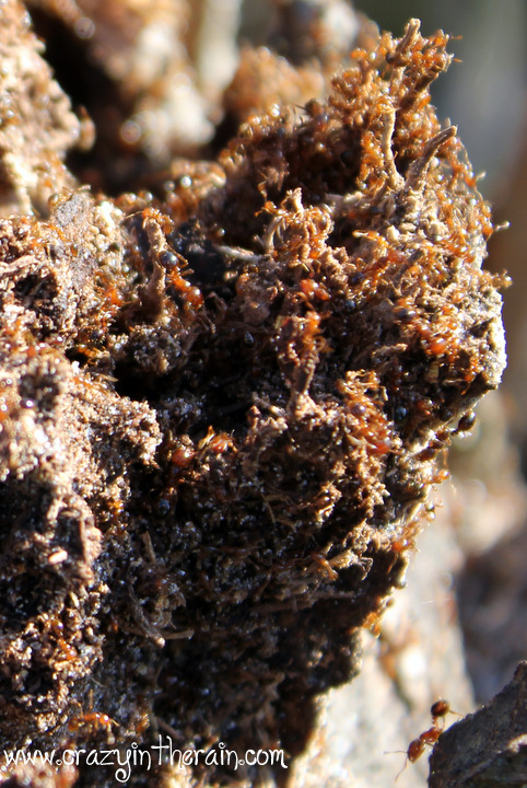 Red Ants