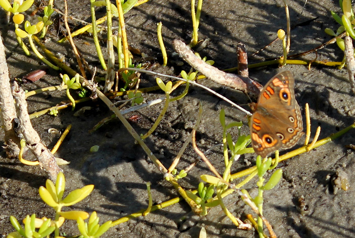 Florida Butterfly