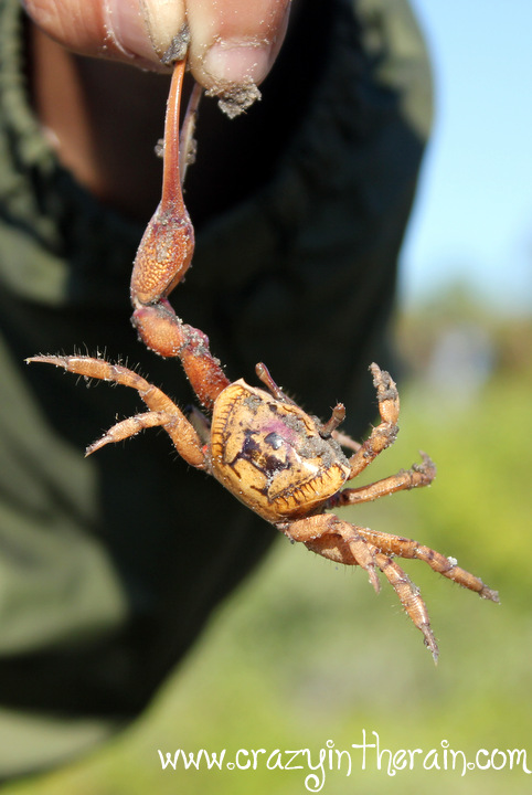 Land Crab Florida