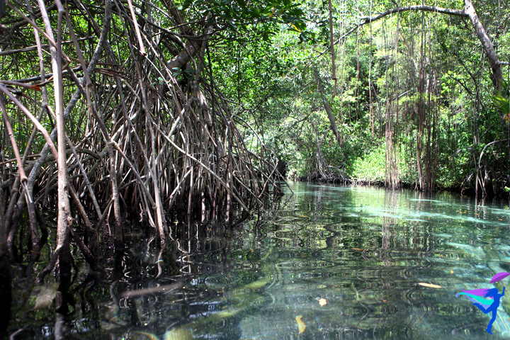Clear River Rincon, Dominican Republic