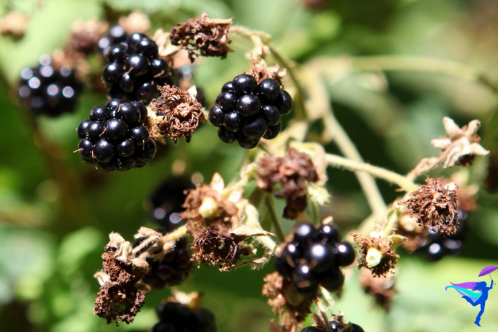 Blackberries, Whatcom Falls Bellingham, Washington
