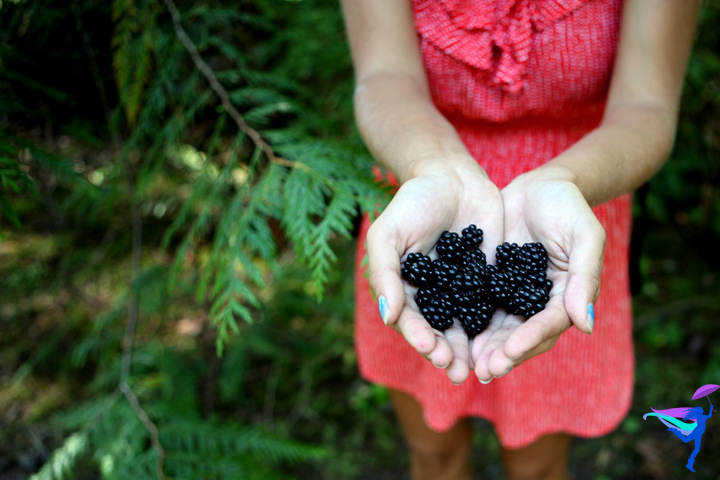 Blackberries Whatcom Falls Bellingham, Washington