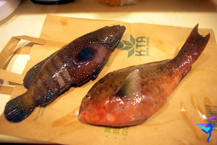 Peacock Grouper and Parrot Fish Hawaii