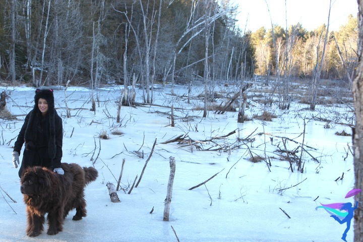 brown newfoundland dog winter Maine