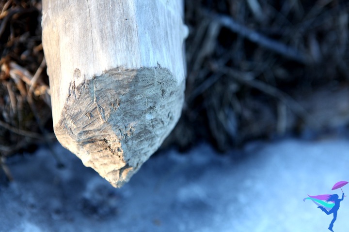 Beaver chewed log Maine