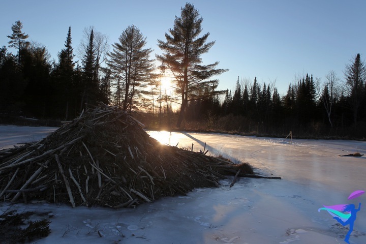 Beaver dam winter Maine