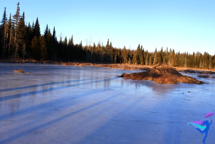 Beaver dam winter Maine