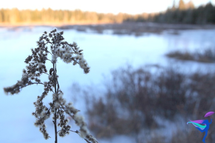 Maine winter plant