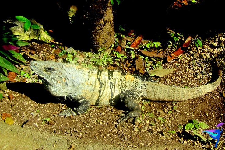 Tulum Mexico Iguana