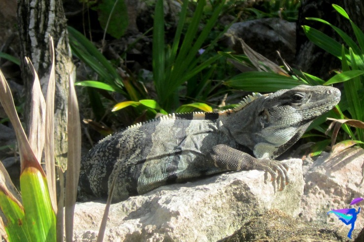 Tulum Mexico Mayan Ruins