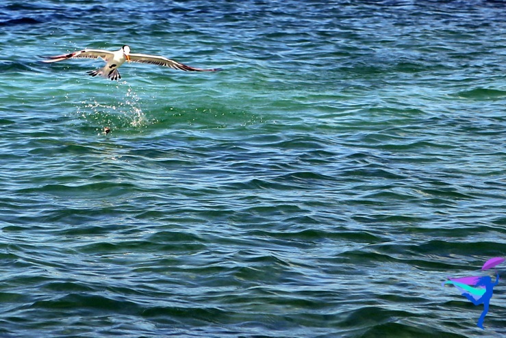 Bird belize