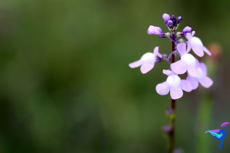 Purple Flower