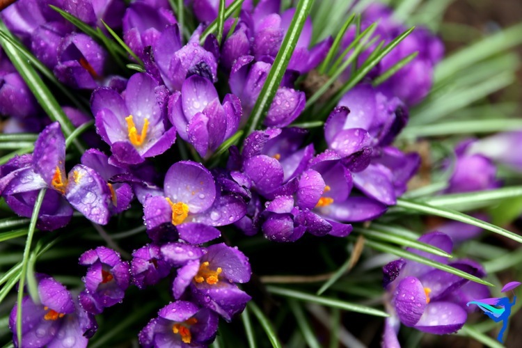 Spring flowers in Reykjavík Iceland