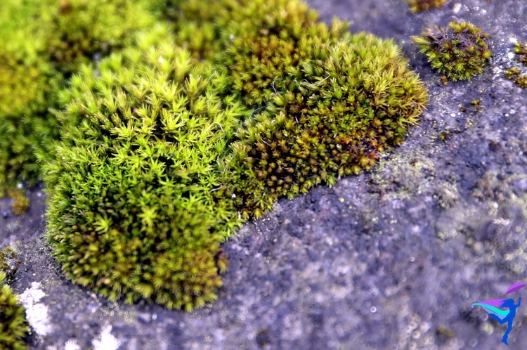 Moss in Reykjavík Iceland