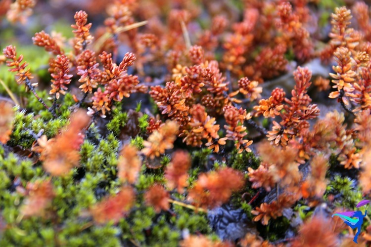 Spring flowers in Reykjavík Iceland