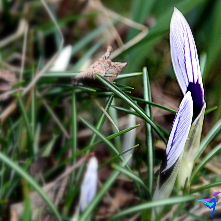 Spring flowers in Reykjavík Iceland