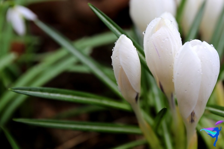 Spring flowers in Reykjavík Iceland