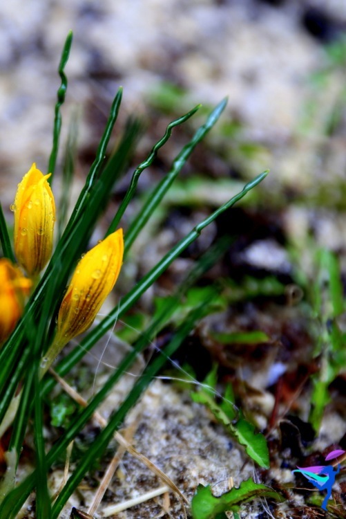 Spring flowers in Reykjavík Iceland