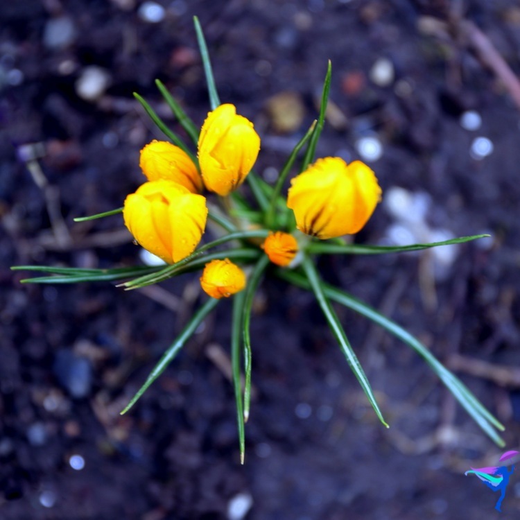 Spring flowers in Reykjavík Iceland