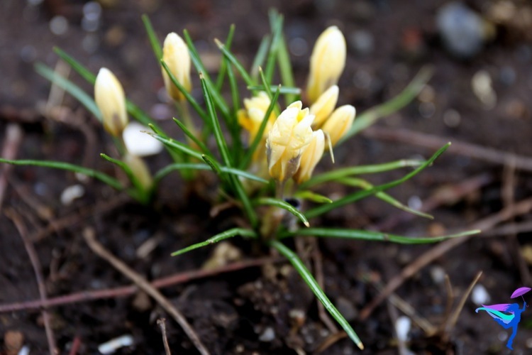 Spring flowers in Reykjavík Iceland