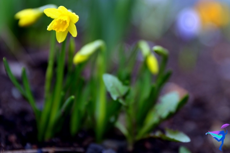 Spring flowers in Reykjavík Iceland