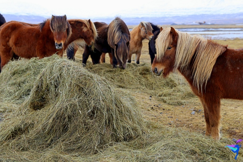 Icelandic Horses Ring Road Trip