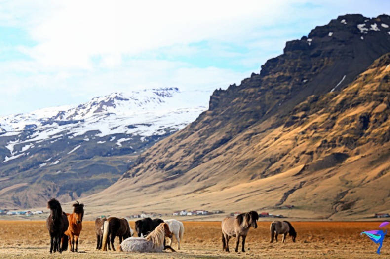 Iceland Ring Road Trip horses