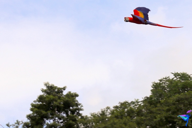 Costa Rican Macaw