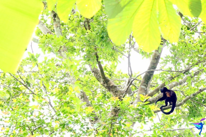 Costa Rican Monkey
