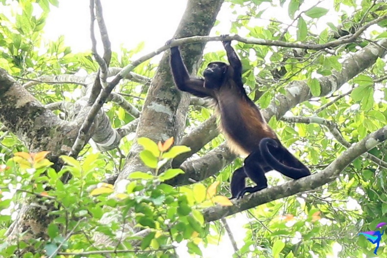 Costa Rican Monkey